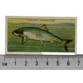 1935 Players Sea Fishes No. 10 Herring