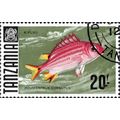 TANZANIA, FISH, Horned Squirrelfish, khaki 1967...
