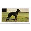 Dogs 1961 Hornimans Tea Card 34 - Dobermann