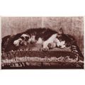 Sleepyhead Valentines Cat Real Photo Antique Po...