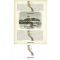 Fazenda House, Brazil, Book Illustration (Print...