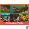 USA Postcard 1989 - Animal Life Of Florida