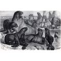 A FAMILY PARTY OF SOUTHERN SEA-LIONS 1894 Gusta...