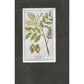 Cigarette Card Gallaher Plants of Commercial Va...