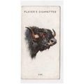 1931 John Player Cigarette card Wild Animals He...