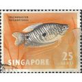 SINGAPORE, FISH, Three-spotted Gourami, orange ...