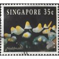 SINGAPORE, Blue Candy Nudibranch, Phyllidia ara...