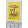 vintage Yugoslavia Matchbox Label - Toadstool, ...
