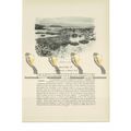Coral Reef at Low Tide, Animal Book Illustratio...