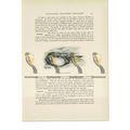 American King Crab, Animal Book Illustration (P...