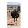 PLAYER'S GRANDEE CIGAR CARD AFRICAN WILDLIFE 19...