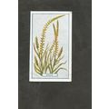 Cigarette Card Gallaher Plants of Commercial Va...