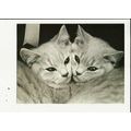 SHOW CATS (Jane Bown) Athena Postcard (0650260)