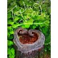 Trophic Cascade