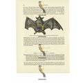 New Zealand Short-Tailed Bat, Book Illustration...