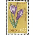 POLAND, FLOWER, Crocus, Crocus Scepusiensis, br...