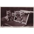Blue Persian Kittens Cat 2x Old Cats Postcard s