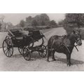 Queen Adelaide Donkey Barouche Victorian Transp...