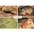 Sand Goanna Dingo & Pups West Australia Animals...