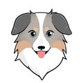 150 Million Australian Safe Shepherd (ASS/BNB) ...
