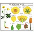 Le Bouton Dor French Buttercup Old School Wall ...