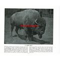 American Great Bison Bull, (European Bison, Rev...