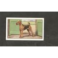 Cigarette Card Gallaher Dogs A series 1936 # 19...