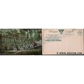 CT Norwich Postcard The Spring Mohegan Park Off...