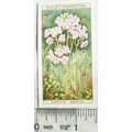1923 Wills, Wild Flowers No. 17 Lady's Smock