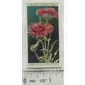 1923 Wills, Wild Flowers No. 16 Greater Knapweed