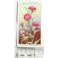 1923 Wills, Wild Flowers No. 15 Black Knapweed