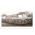 Black & White Photo of Chester City Transport -...