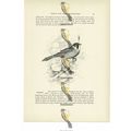 Bearded Tit, Animal Book Illustration (Print), ...