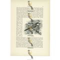 Bee Eaters, Animal Book Illustration (Print), c...