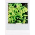Old Allotment Cabbages Gardening Award Analog P...