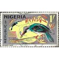 NIGERIA, BIRD, Blue-breasted Kingfisher. Halcyo...