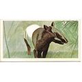 Vanishing Wildlife 1978 Brooke Bond Tea Card 15...