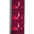 ALICE COOPER. Pk MTP - B037k . 1 STRIP OF 5 - 3...