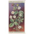 Wills Wild Flowers Card No. 39 Wild Strawberry