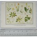 Coloured illustration: Wallflower & Primrose / ...