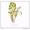 WOOD SPURGE AND COTTON GRASS, FROM FAMILIAR WIL...