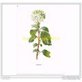 DOGWOOD, FROM FAMILIAR WILD FLOWERS, c1902, Boo...