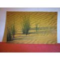DESEERT GRASS, BAHRAIN unused postcard =