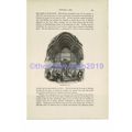 Westminster Hall, London, Book Illustration (Pr...