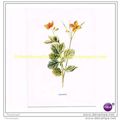 CELANDINE, Book Illustration, c1902