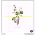 DOVE'S-FOOT CRANE'S-BILL, Book Illustration, c1902