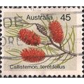 AUSTRALIA, FLOWERS, Needle Bottlebrush, grey 19...