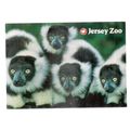 BLACK & WHITE RUFFED LEMUR, JERSEY ZOO, CHANNEL...