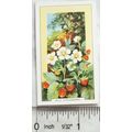 1939 Gallaher's Wild flowers No. 18 Wild Strawb...