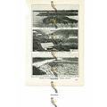 Canadian Great Lumber Industry, Canada, Book Il...
